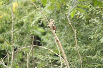 Great Spotted Woodpecker 音更川河川敷(十勝) Mon, 8/3/2020