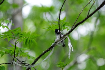 Coal Tit 福井 Thu, 5/21/2015