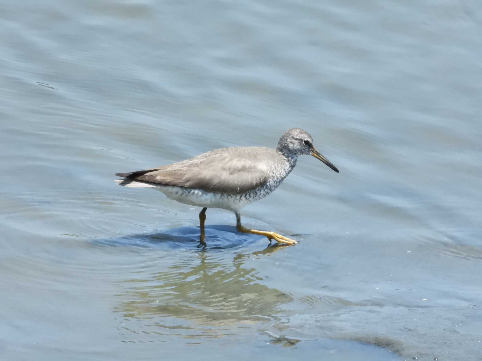 東京港野鳥公園 キアシシギの写真 by avemania