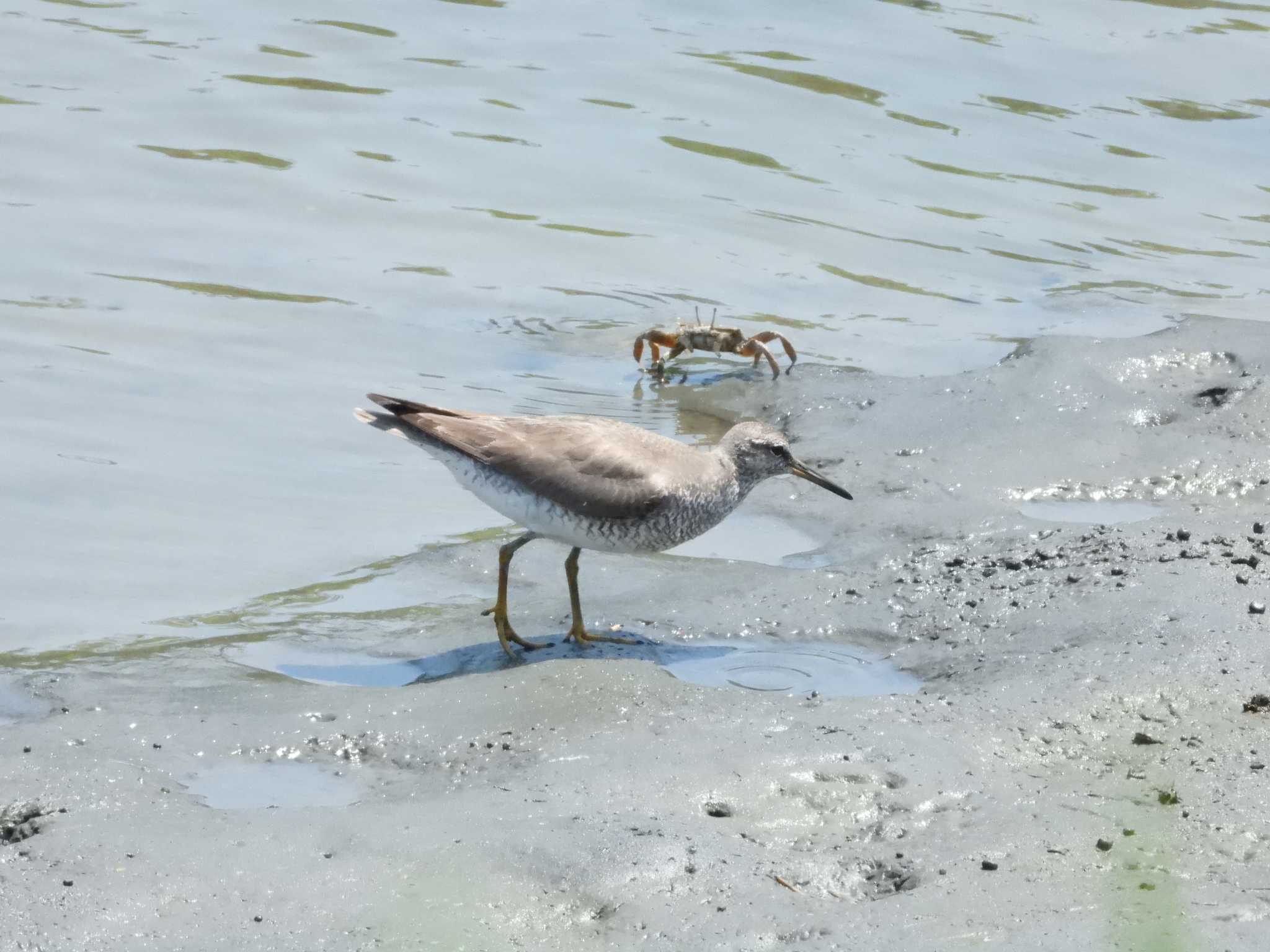 東京港野鳥公園 キアシシギの写真 by avemania