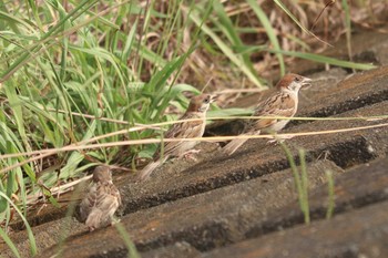 2020年8月1日(土) 鶴見川の野鳥観察記録