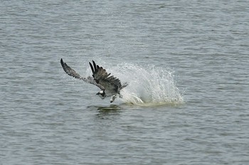 Osprey 甲子園浜(兵庫県西宮市) Tue, 8/4/2020