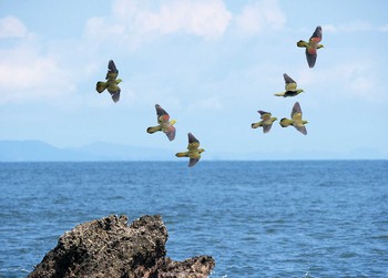 アオバト 大磯照ヶ崎海岸 2020年8月3日(月)