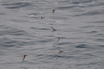 Red-necked Phalarope 大洗-苫小牧航路 Fri, 7/24/2020