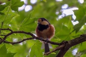 Varied Tit 西湖 Sun, 8/2/2020