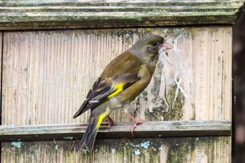 Grey-capped Greenfinch 西湖 Sun, 8/2/2020