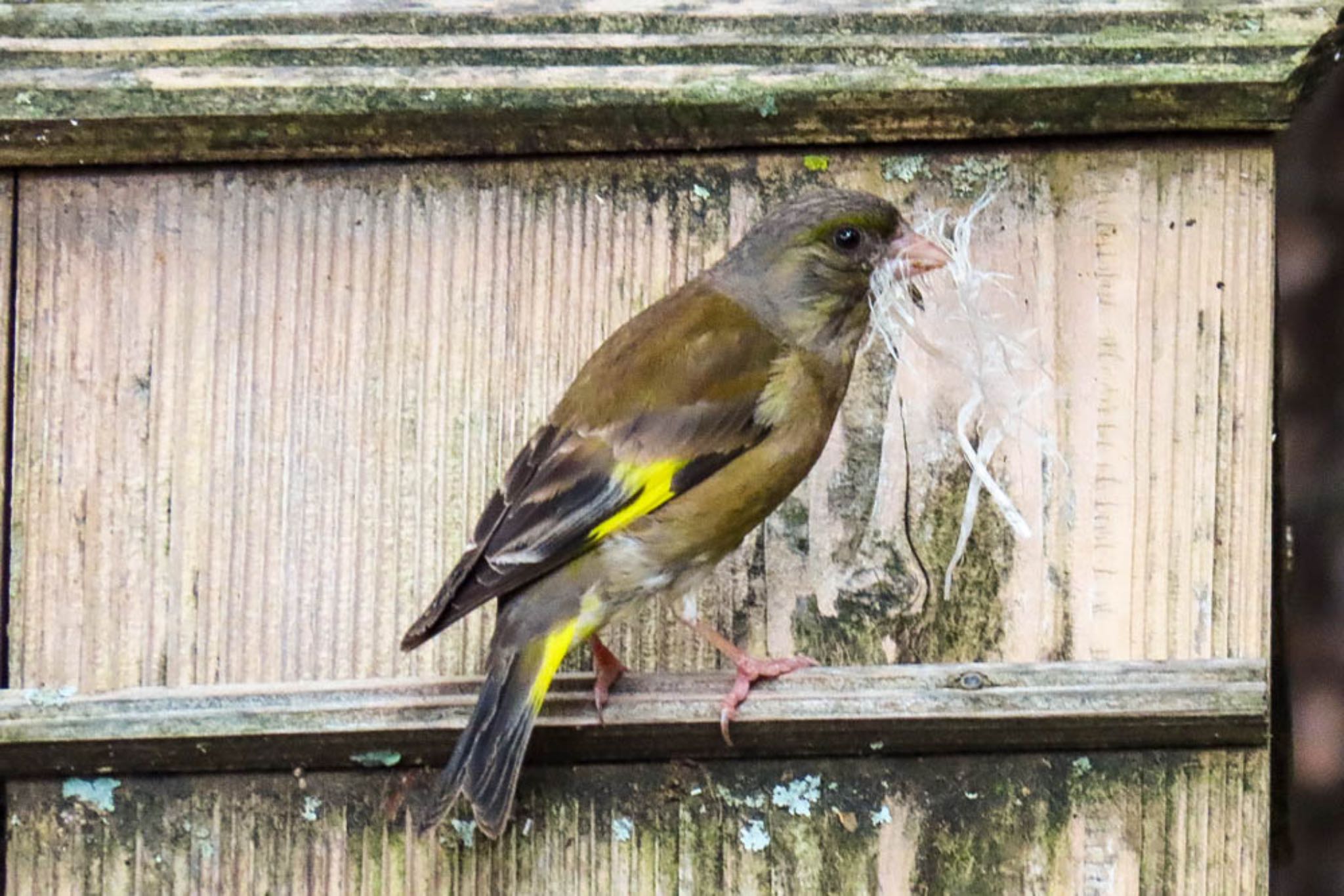 Photo of Grey-capped Greenfinch at 西湖 by 小松 広克