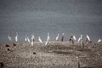 2020年8月3日(月) 谷津干潟の野鳥観察記録