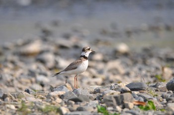 2020年4月26日(日) 近くの公園の野鳥観察記録