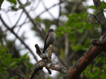 2016年5月24日(火) タウシュベツ川橋梁の野鳥観察記録