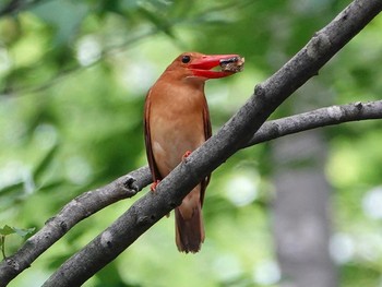 アカショウビン 鳥取県 2020年7月12日(日)