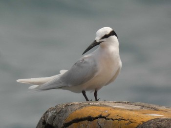 Black-naped Tern Yoron Island Wed, 8/5/2020