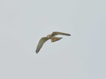 Common Kestrel 堺浜 Wed, 8/5/2020