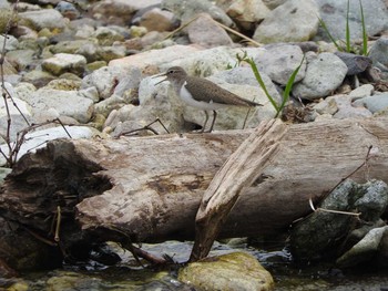 Little Ringed Plover タウシュベツ川橋梁 Tue, 5/24/2016