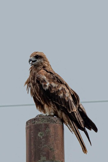 Black Kite 鴨川 Wed, 8/5/2020