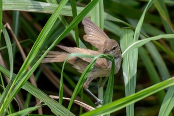 Oriental Reed Warbler 鴨川 Wed, 8/5/2020