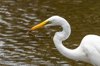 Great Egret 鴨川 Wed, 8/5/2020