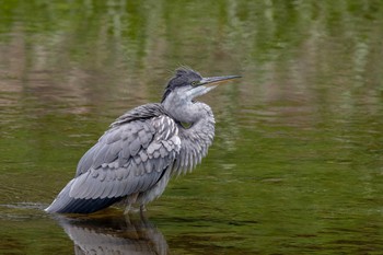 Grey Heron 鴨川 Wed, 8/5/2020