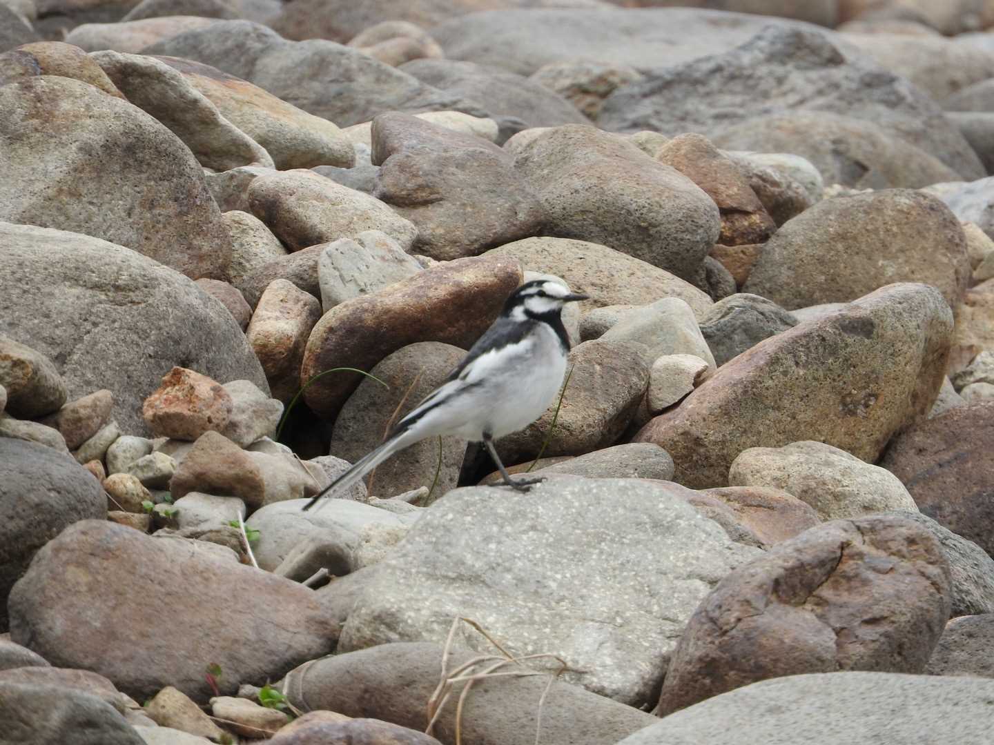 タウシュベツ川橋梁 ハクセキレイの写真