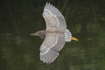 2020年8月5日(水) 北海道　函館市　松倉川の野鳥観察記録