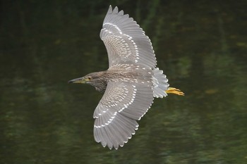 Wed, 8/5/2020 Birding report at 北海道　函館市　松倉川