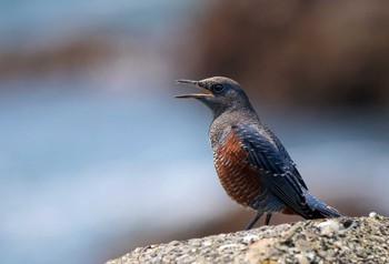 イソヒヨドリ 江ノ島 2020年8月3日(月)