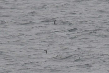 Leach's Storm Petrel 大洗-苫小牧航路 Sat, 7/25/2020