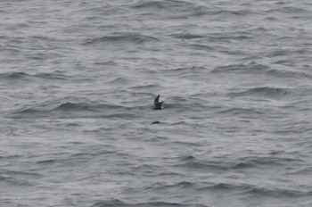 2020年7月25日(土) 大洗-苫小牧航路の野鳥観察記録