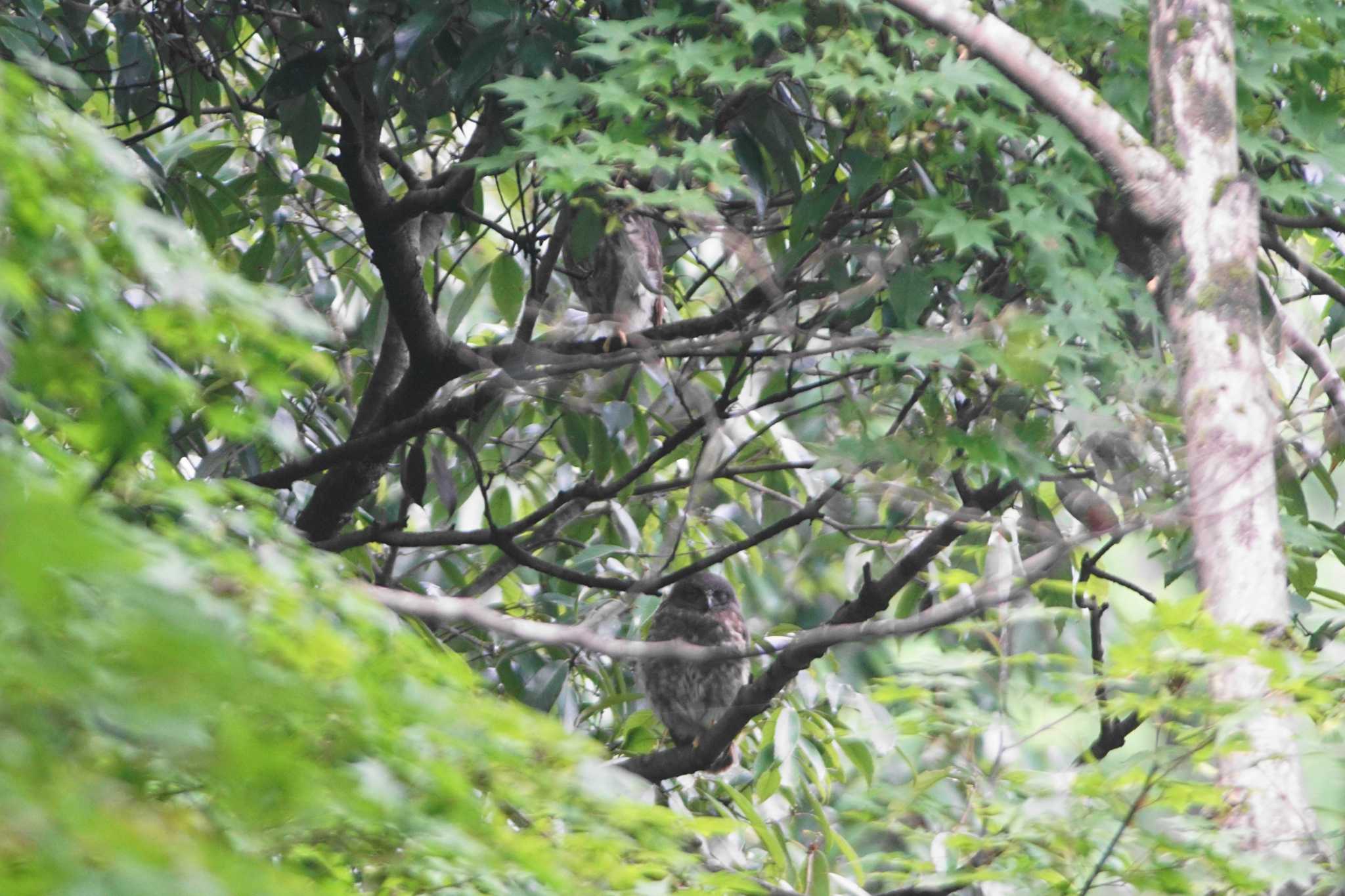 東京都 アオバズクの写真