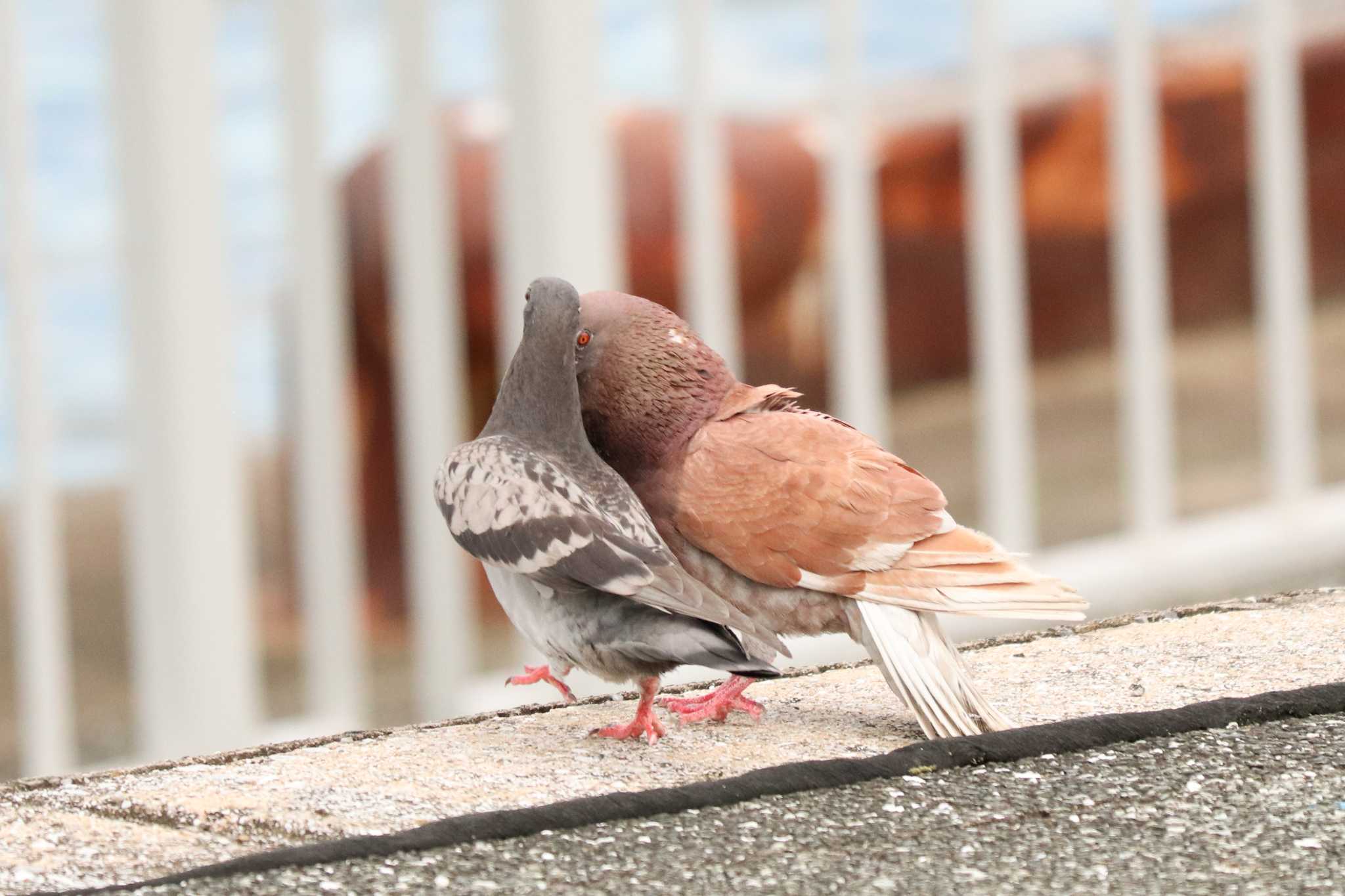 ヤバイのに目をつけられた?