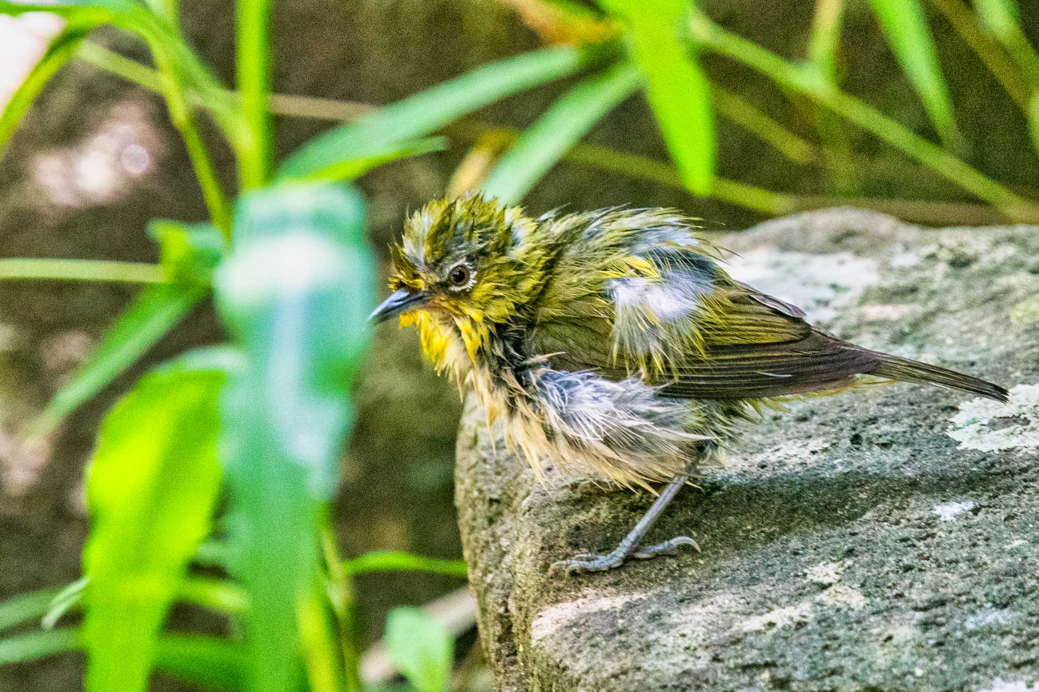 明石市金ケ崎公園 メジロの写真