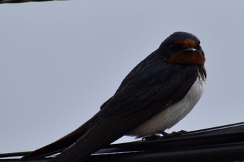 Barn Swallow 川西市 Sat, 7/18/2020