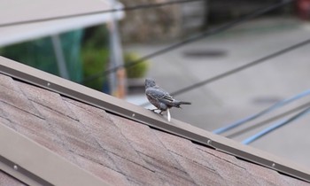 Blue Rock Thrush 川西市 Sun, 7/26/2020