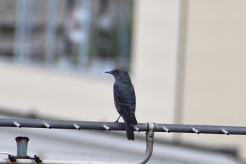 Blue Rock Thrush 川西市 Sun, 7/26/2020