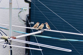 Eurasian Tree Sparrow 川西市 Sun, 7/26/2020