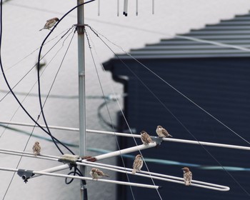 Eurasian Tree Sparrow 川西市 Sun, 7/26/2020