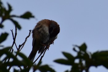 Meadow Bunting 六甲山 Sun, 7/19/2020