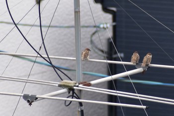 Eurasian Tree Sparrow 川西市 Sun, 7/26/2020