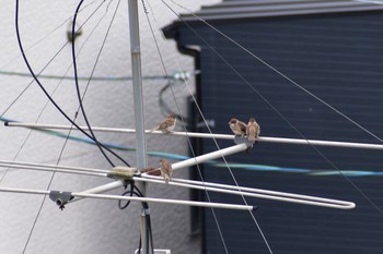 Eurasian Tree Sparrow 川西市 Sun, 7/26/2020