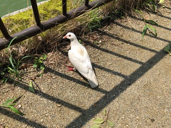 カワラバト 西宮市 2019年7月23日(火)