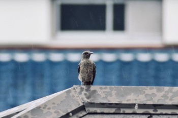 Blue Rock Thrush 川西市 Sun, 7/26/2020