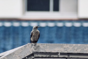 Blue Rock Thrush 川西市 Sun, 7/26/2020