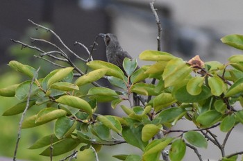 2020年8月3日(月) 川西市の野鳥観察記録