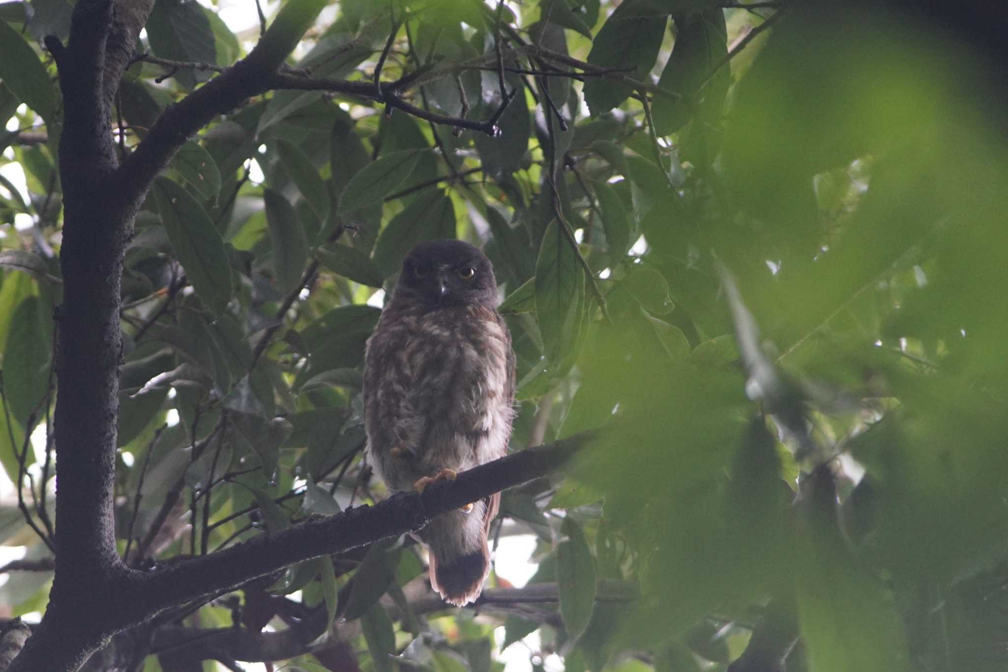 東京都 アオバズクの写真 by bea