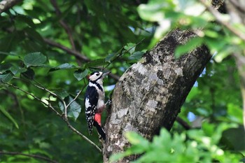 アカゲラ 若山ダム(石川県珠洲市) 2020年8月6日(木)