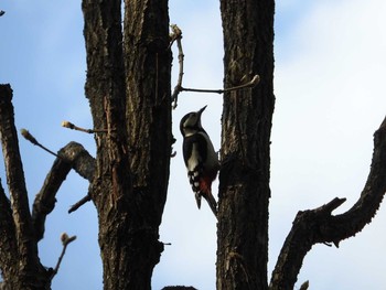 Great Spotted Woodpecker(japonicus) 東部中央公園 Tue, 5/17/2016