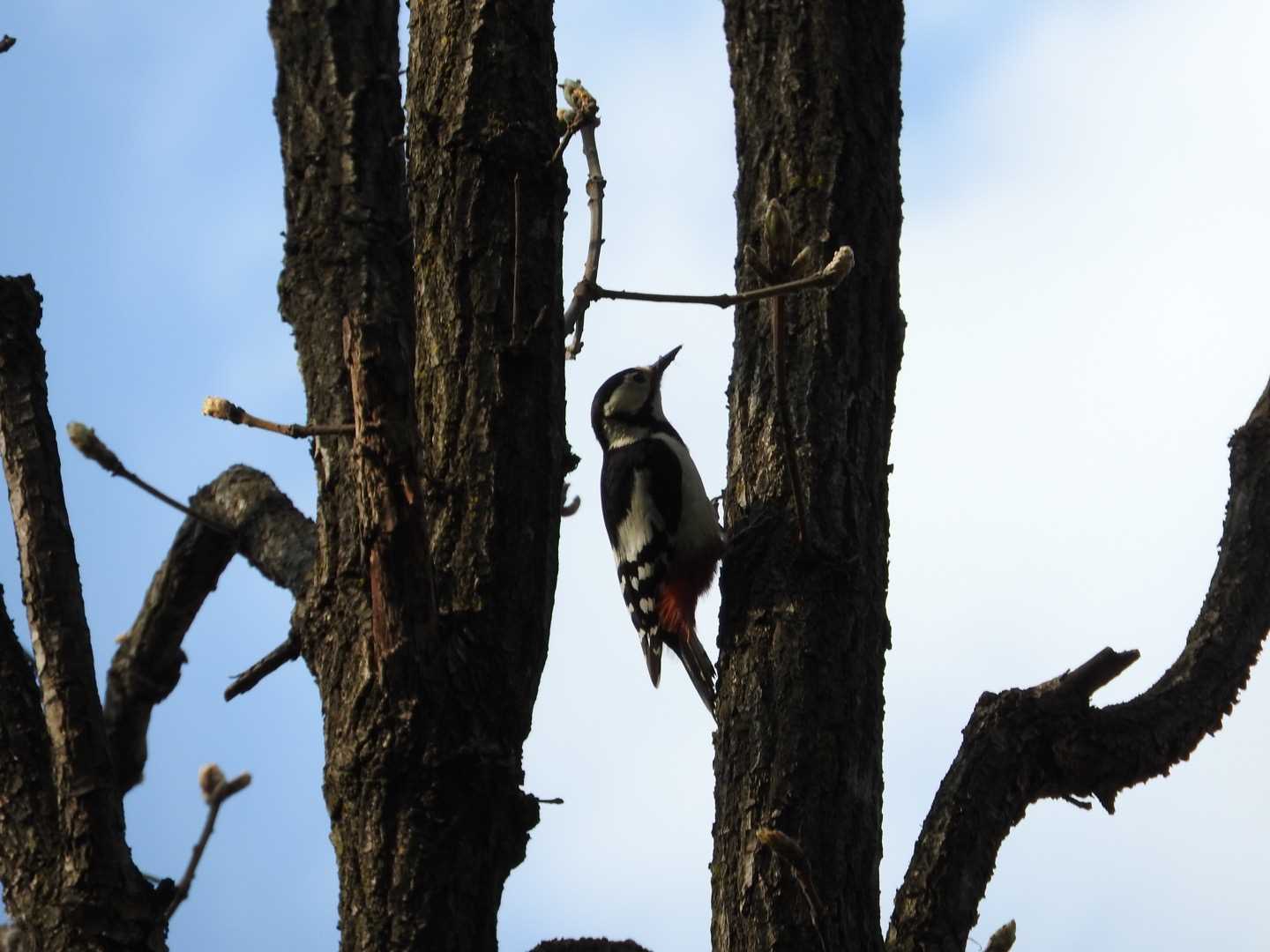 東部中央公園 エゾアカゲラの写真