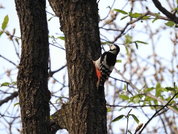 Great Spotted Woodpecker(japonicus) 東部中央公園 Tue, 5/17/2016