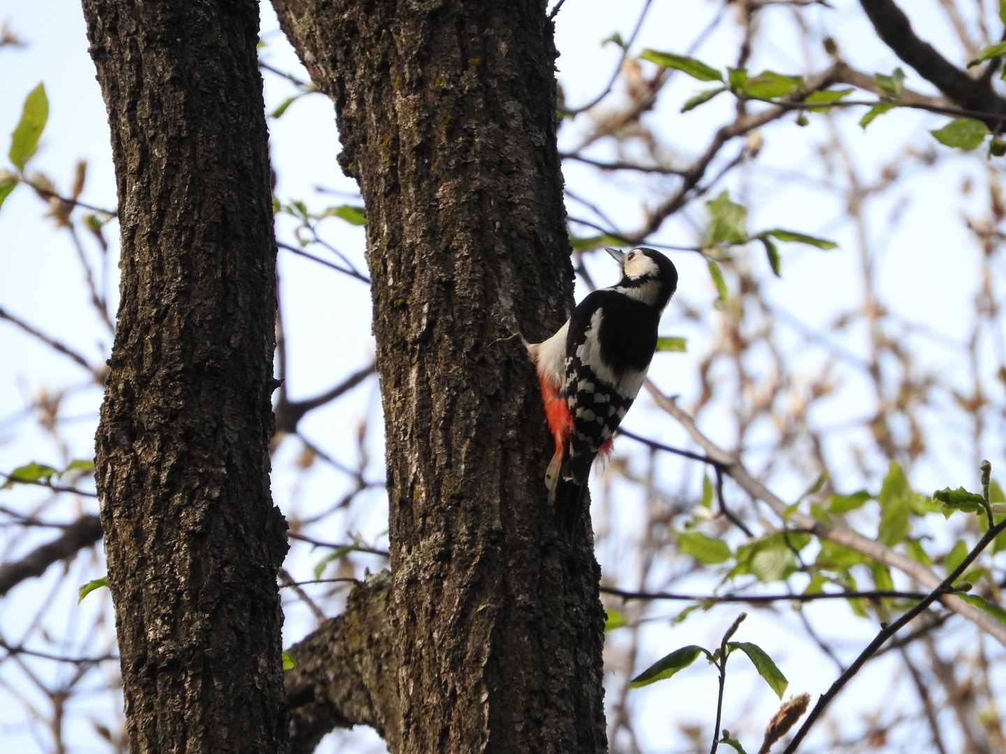 Great Spotted Woodpecker(japonicus)