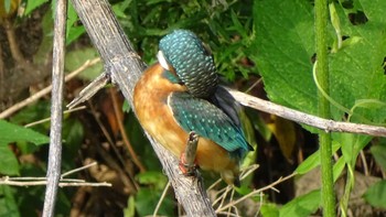 Common Kingfisher Unknown Spots Thu, 8/6/2020